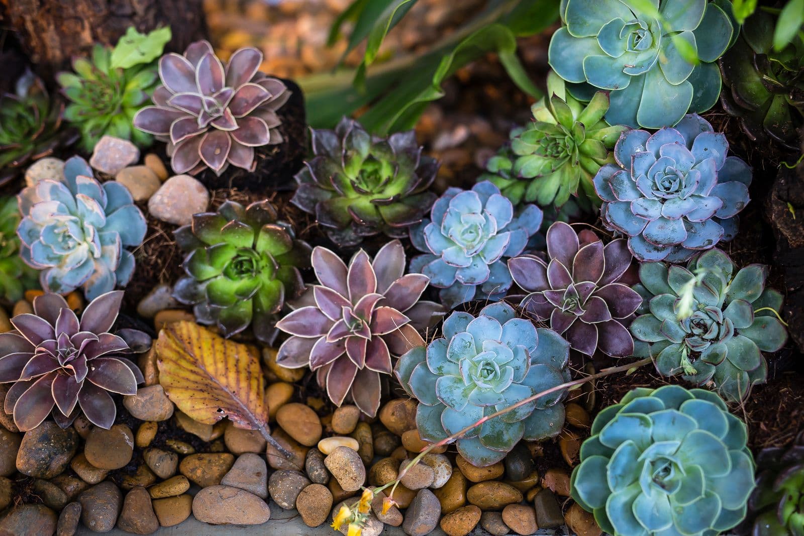 Desert succulents in a rock garden
