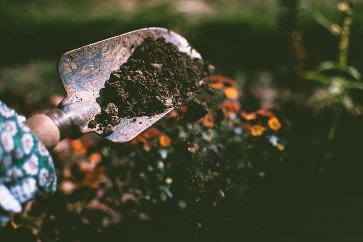 Garden beds and outdoor planting